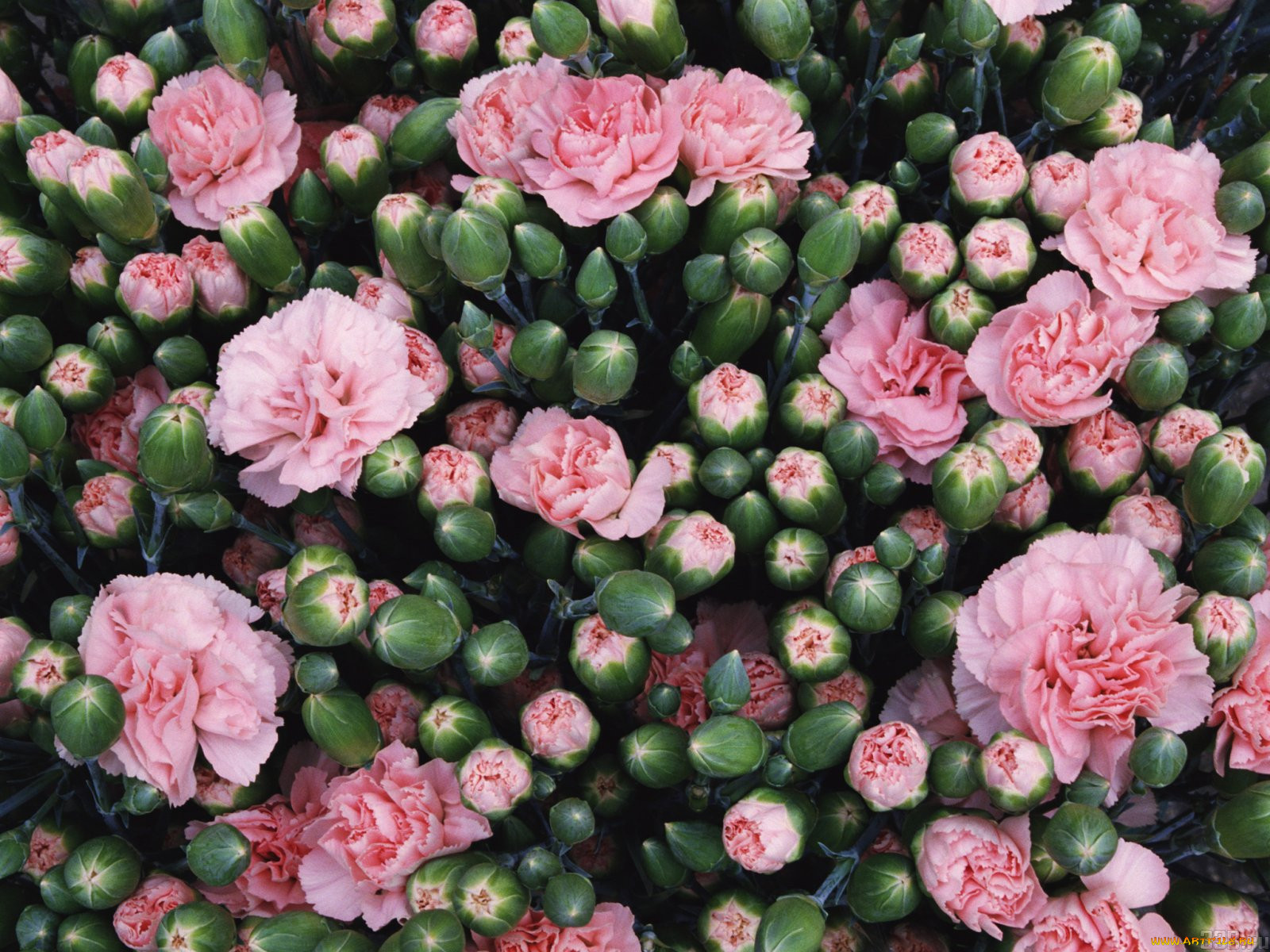 мелкие розовые цветы фото с названиями